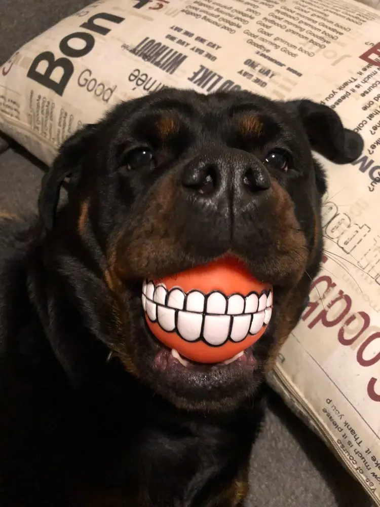 "DogTeeth" - pallina per cani con denti - EDIZIONE LIMITATA