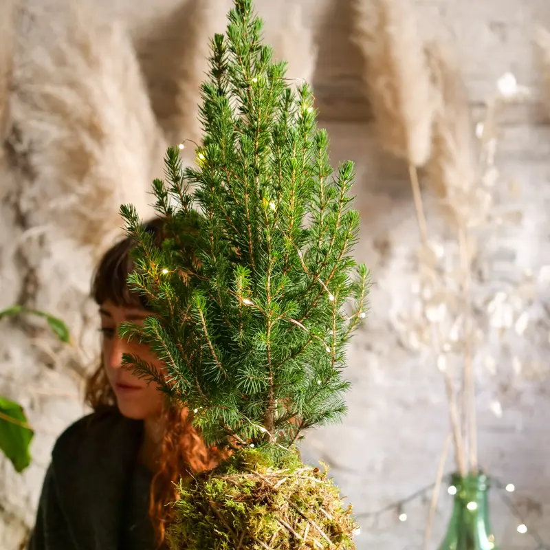 Kokedama Abete