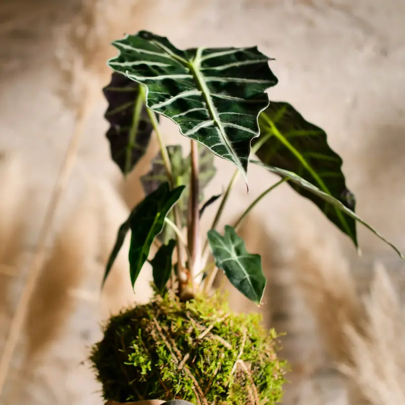 Kokedama Alocasia polly