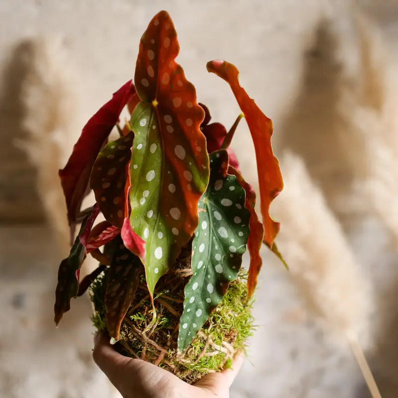 Kokedama Begonia Maculata
