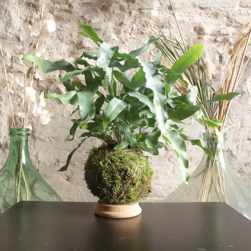 Kokedama Blue Fern