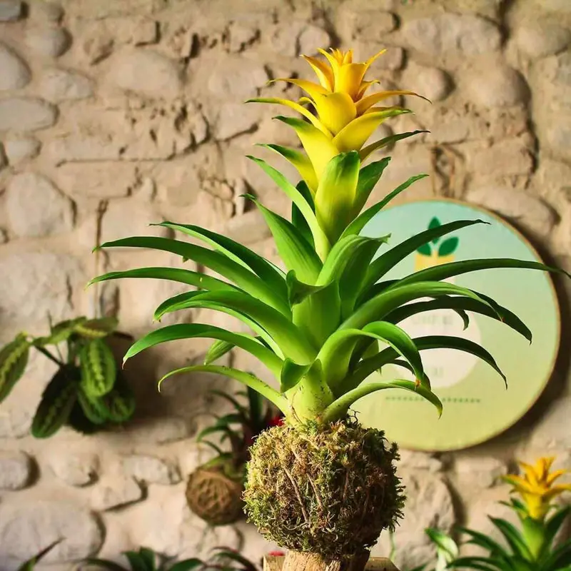 Kokedama Bromelia gialla