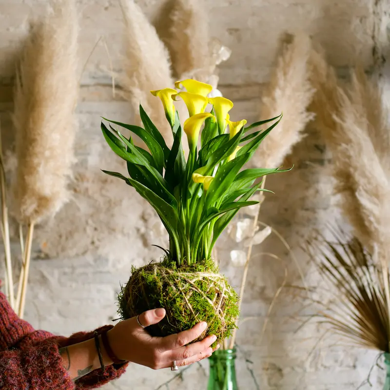 Kokedama Calla
