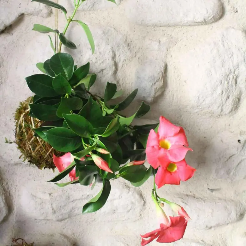 Kokedama Dipladenia