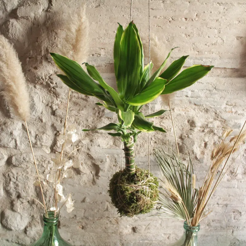Kokedama Dracena