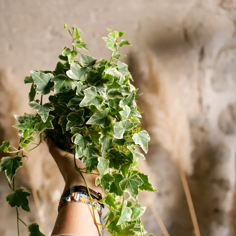 Kokedama Edera