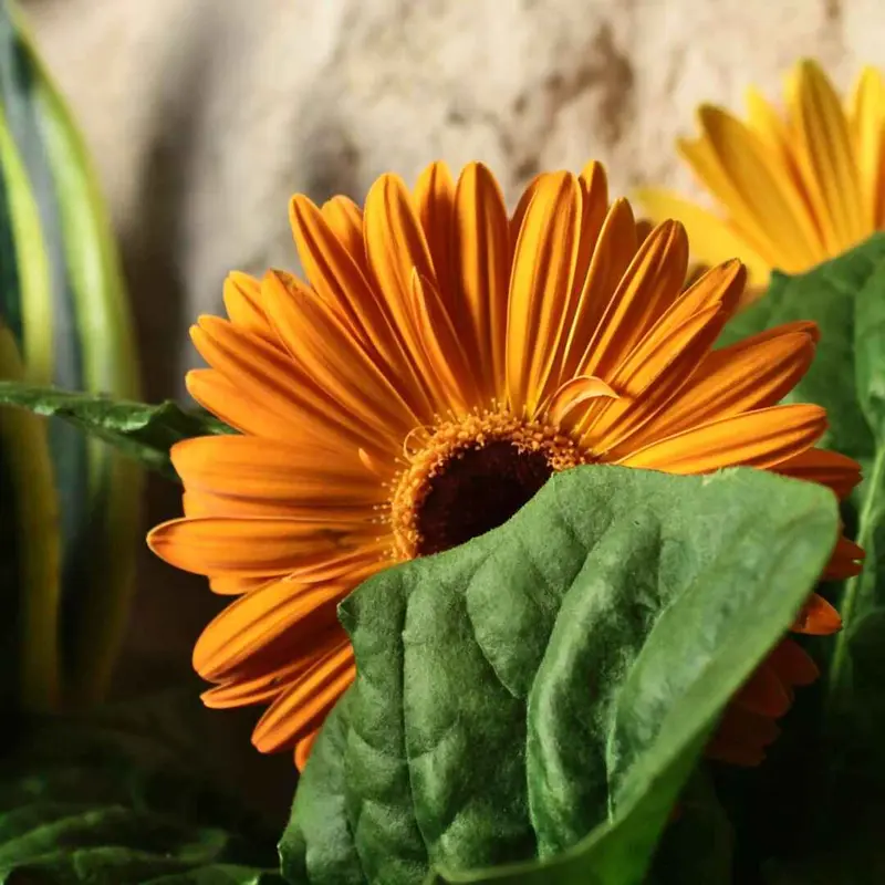 Kokedama Gerbera