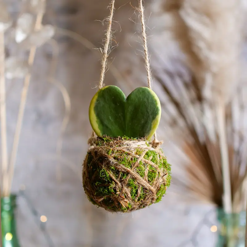 Kokedama Hoya