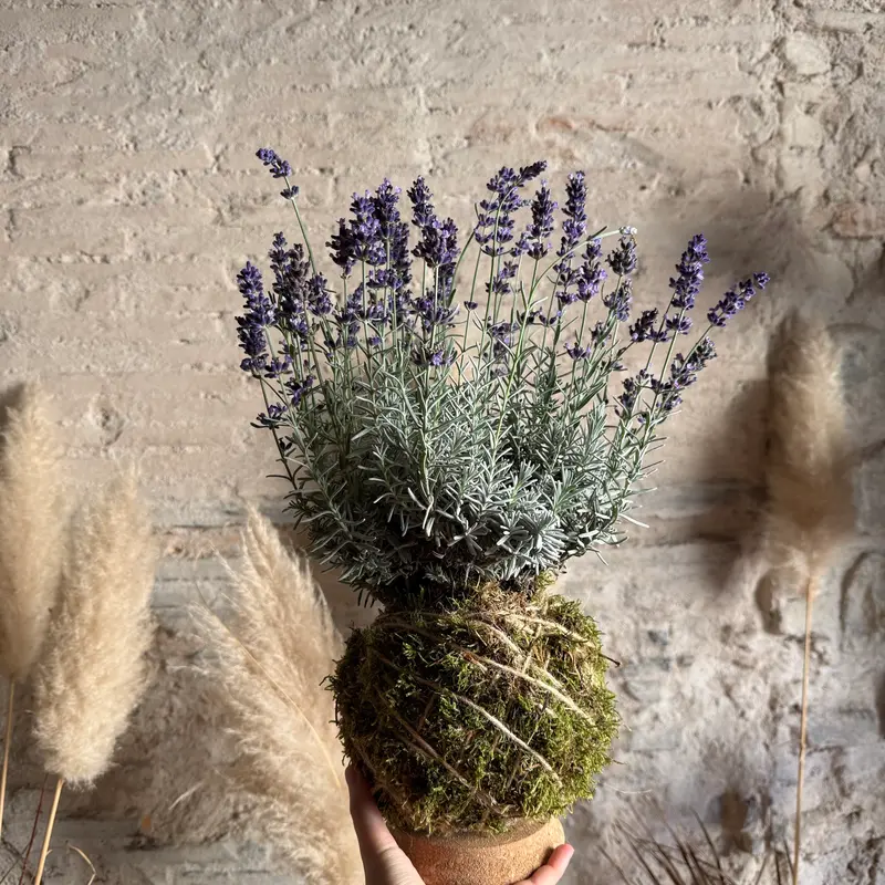 Kokedama Lavanda