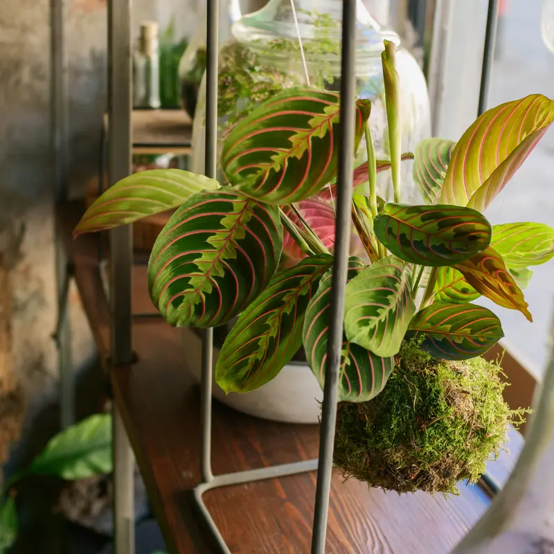 Kokedama Maranta