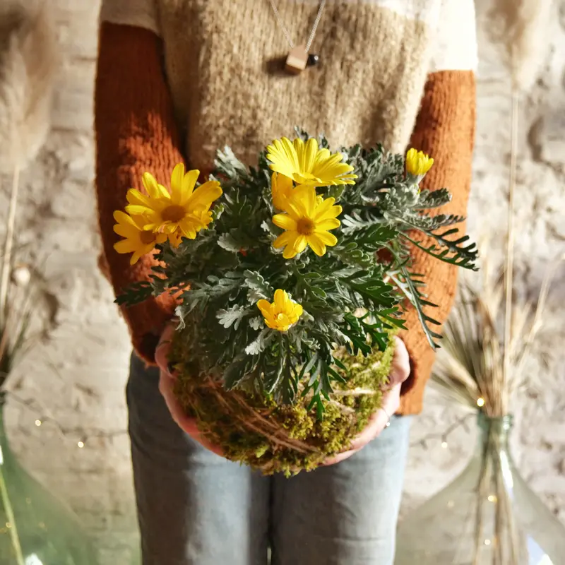 Kokedama Margherita gialla