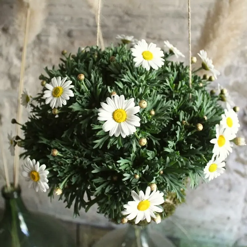 Kokedama Margherita