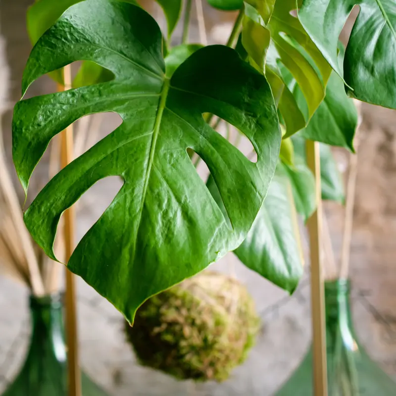 Kokedama Monstera deliciosa