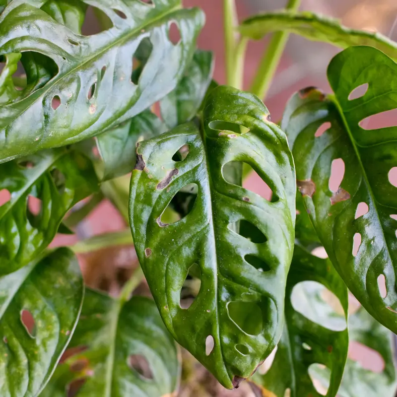 Kokedama Monstera “monkey mask”