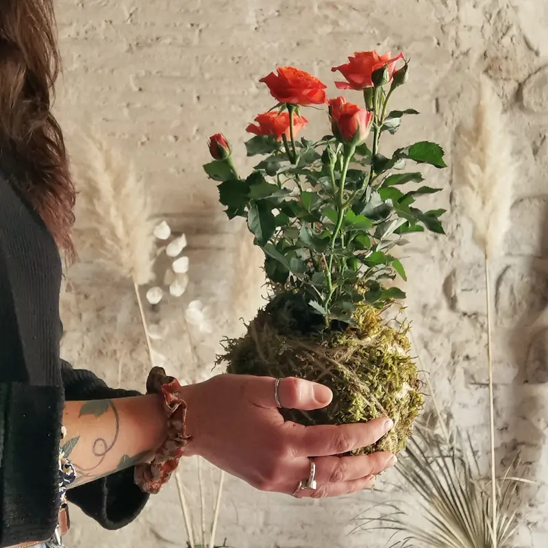 Kokedama Rosa