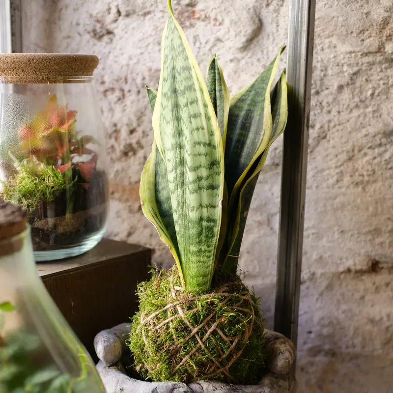 Kokedama Sanseveria