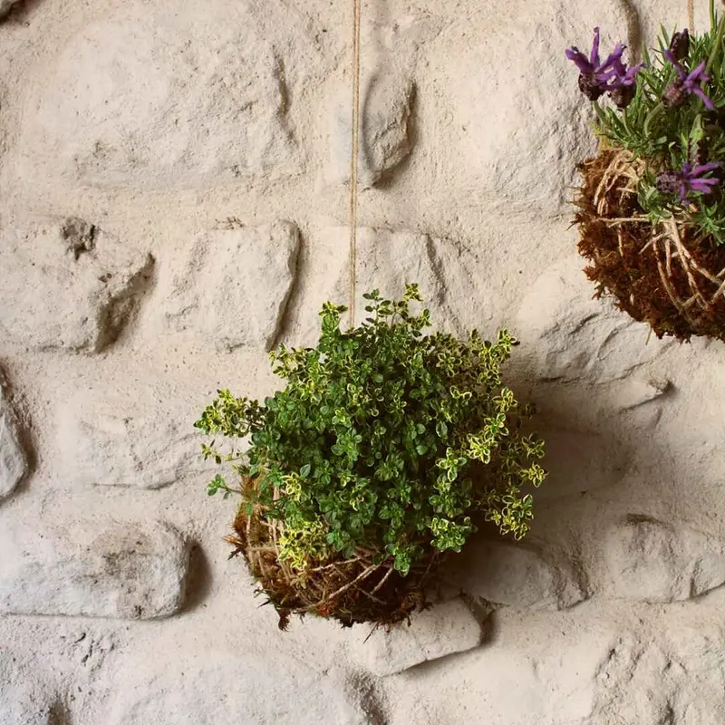 Kokedama Timo-limone