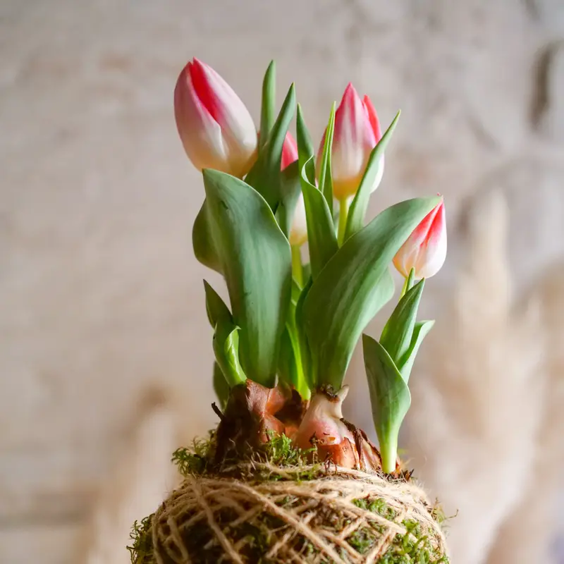 Kokedama Tulipano