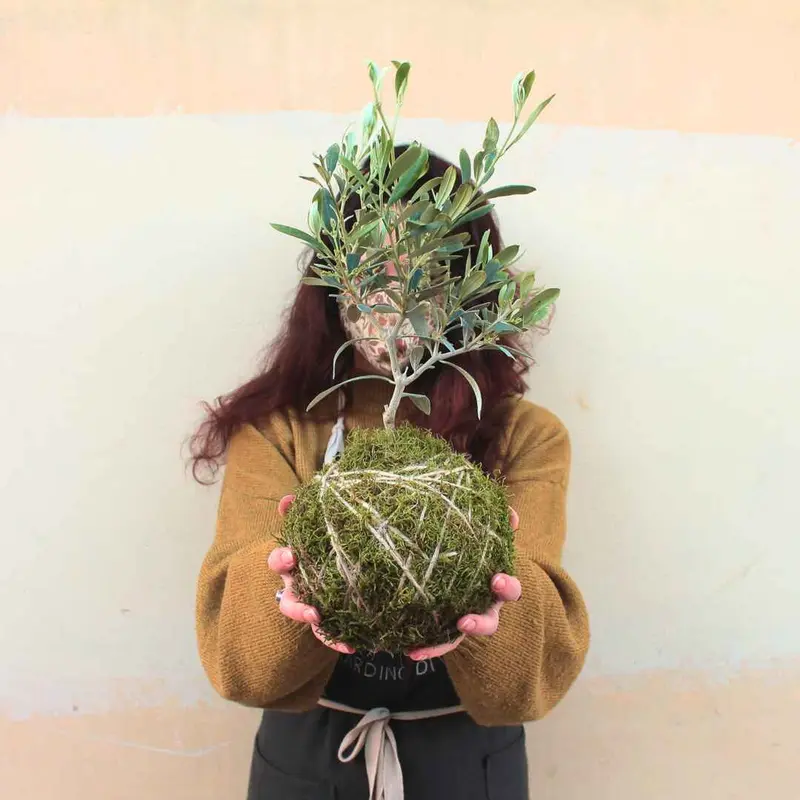Kokedama Ulivo
