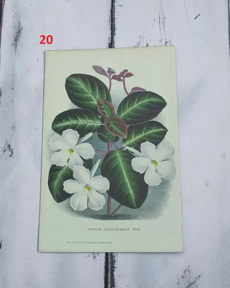 Stampa botanica fiori primi 900
