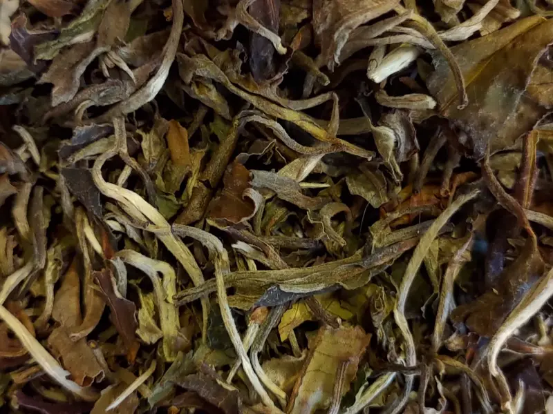 Tè bianco (Pai Mu tan)